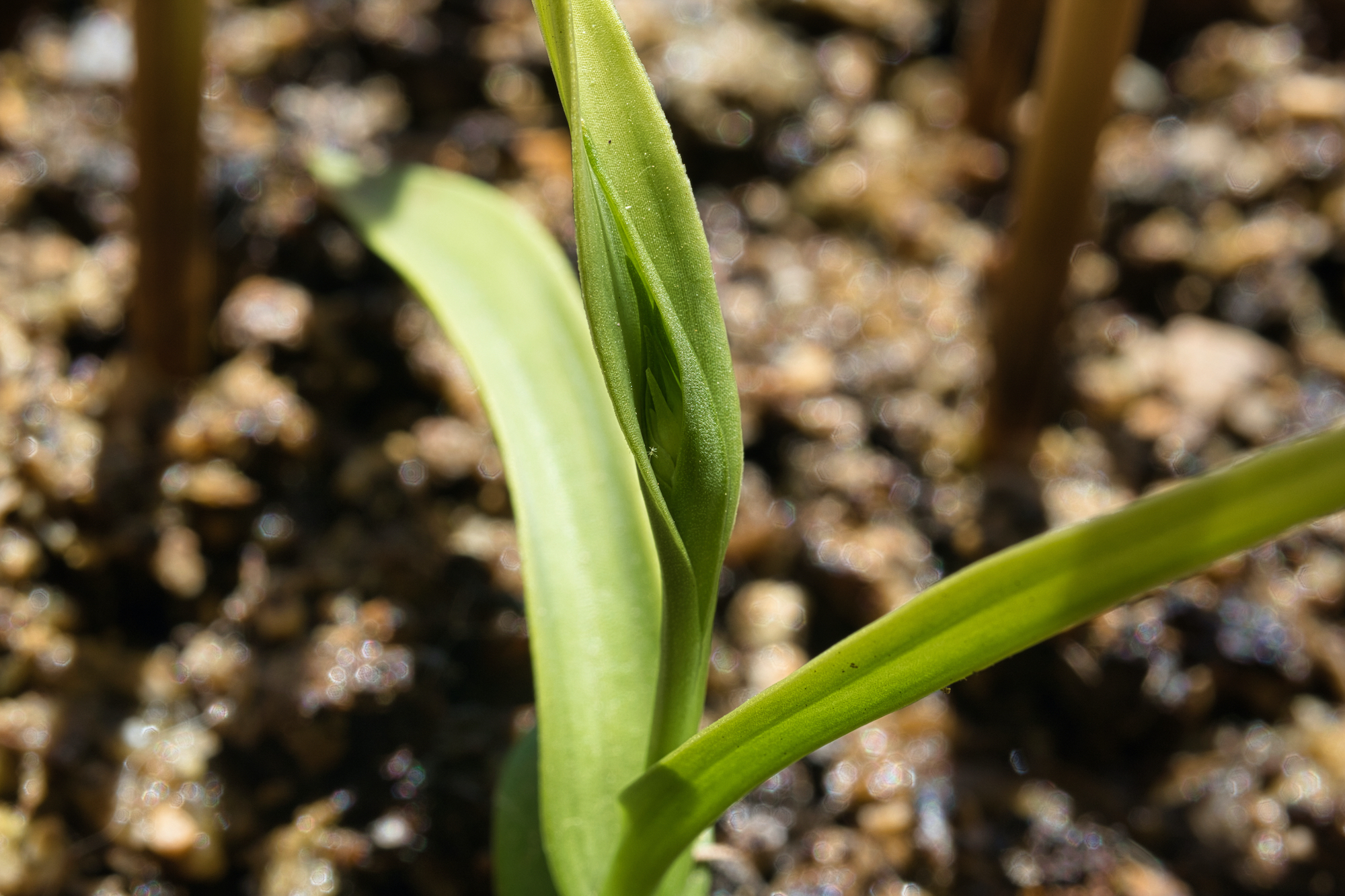 Pecteilis radiata